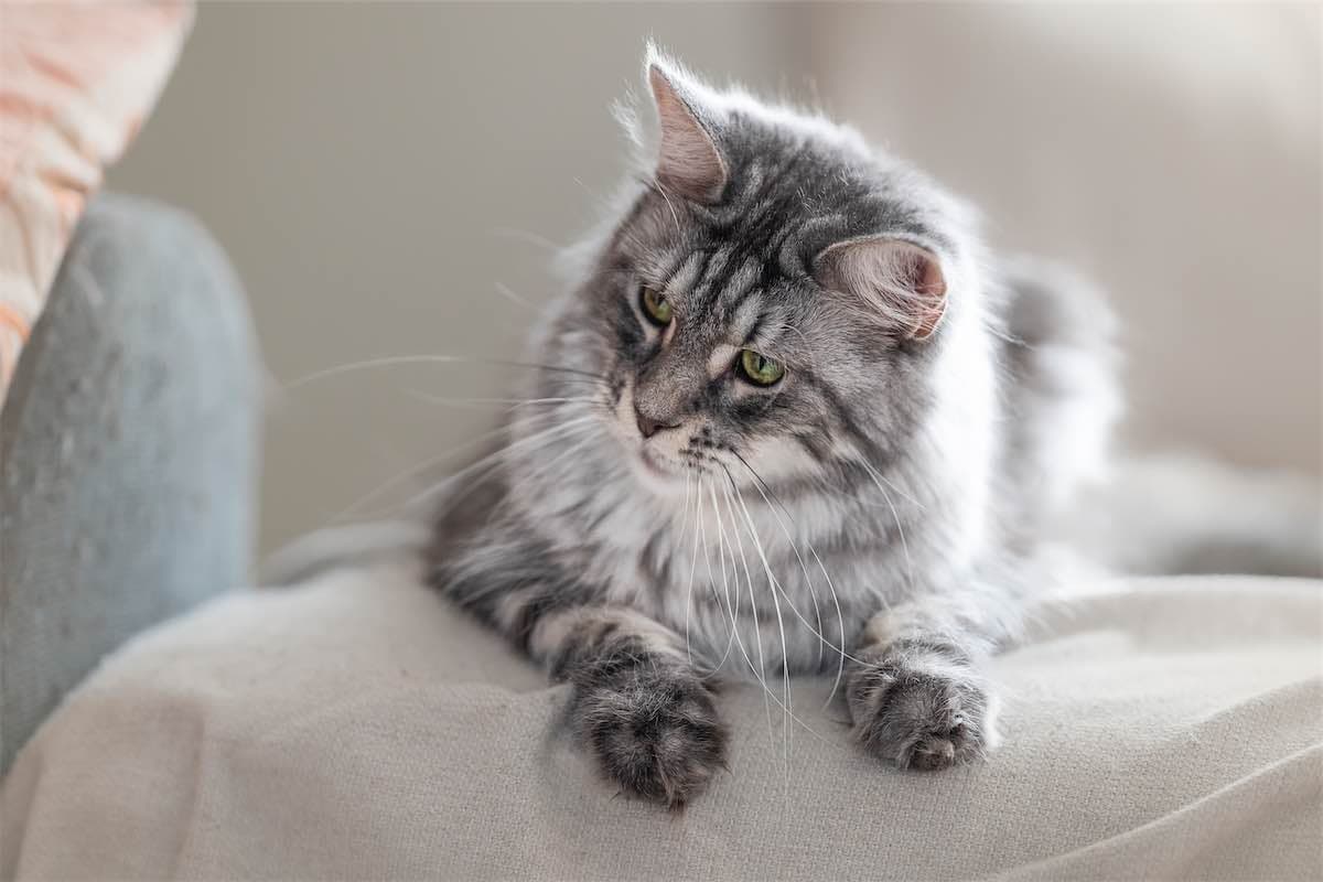 Chat 0