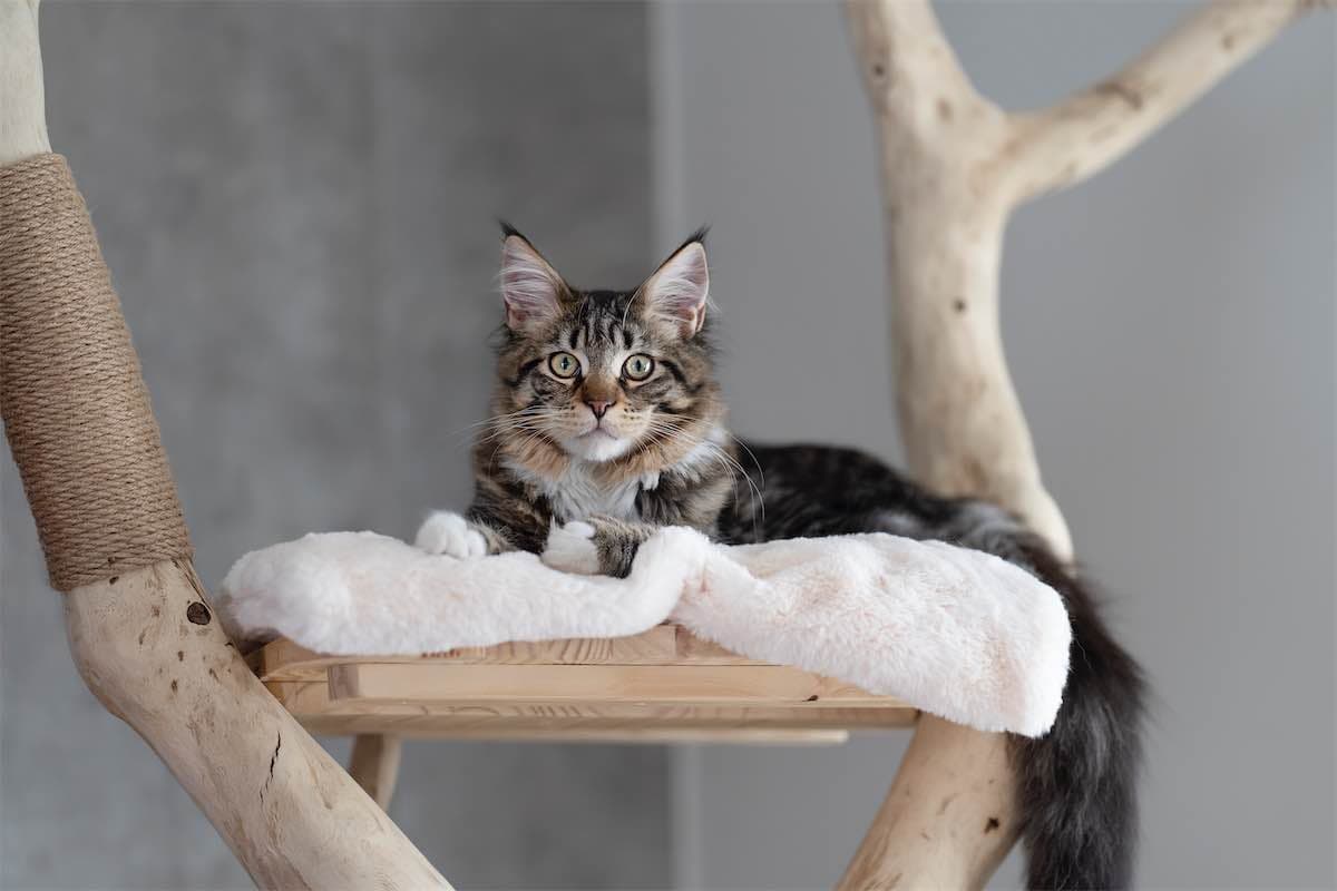 Chat 11