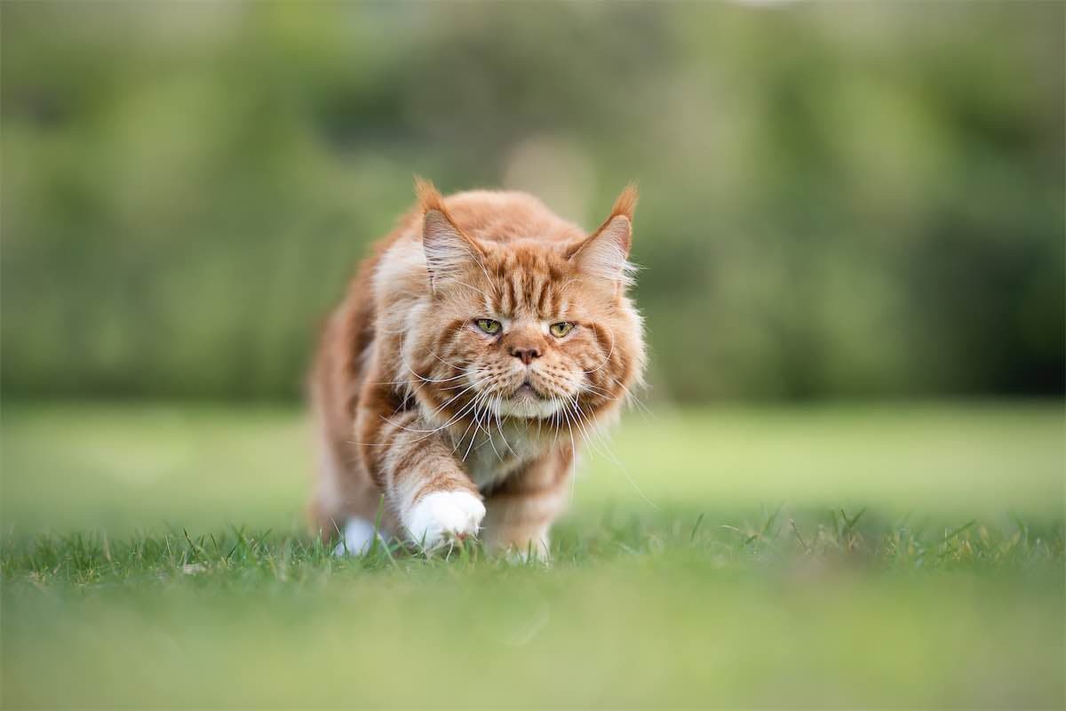 Chat 2