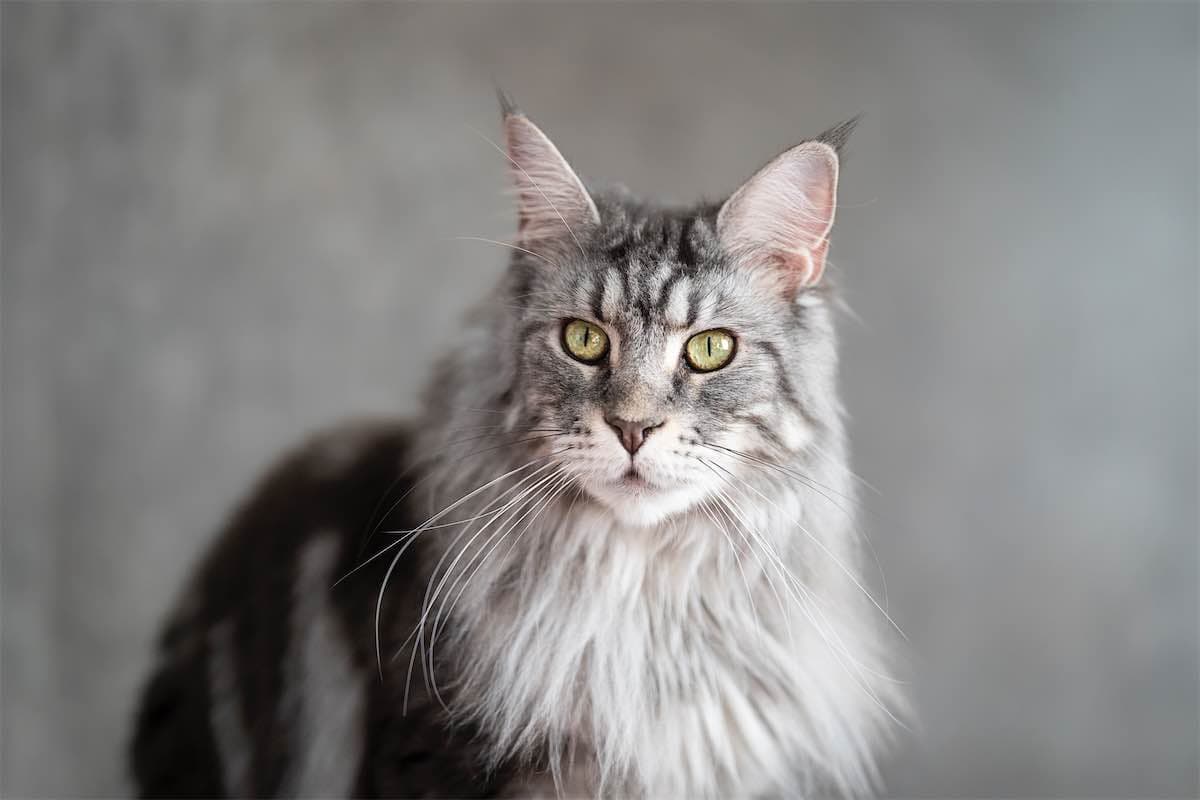 Chat 4