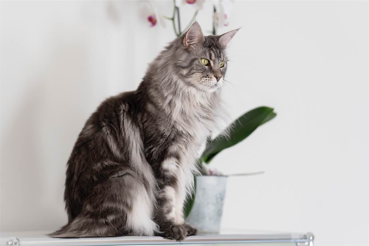 Chat 6