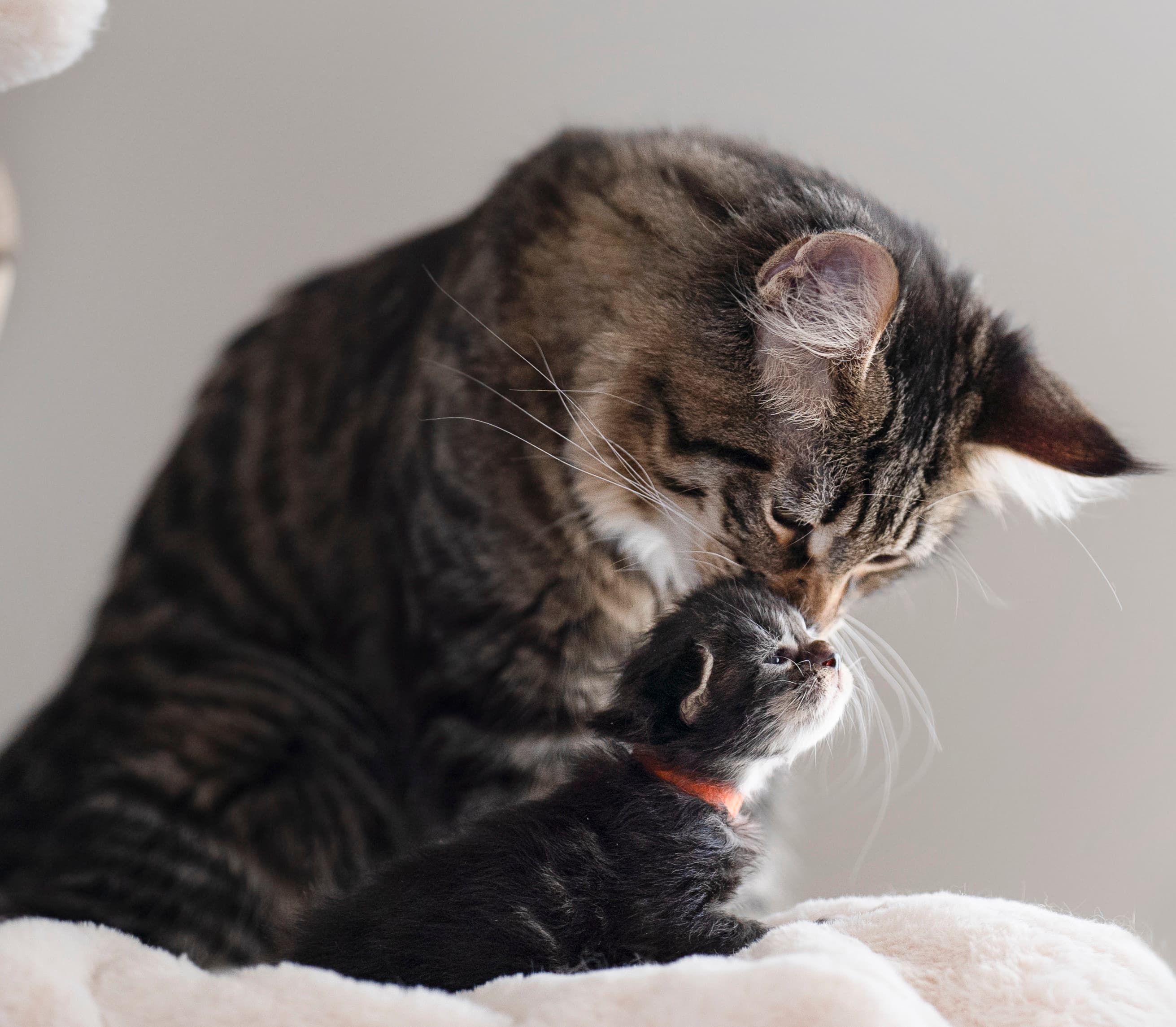 Pussy et son bébé